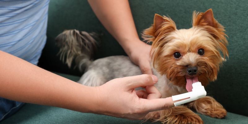 A Guide to How Often You Should Clean Your Dog's Teeth