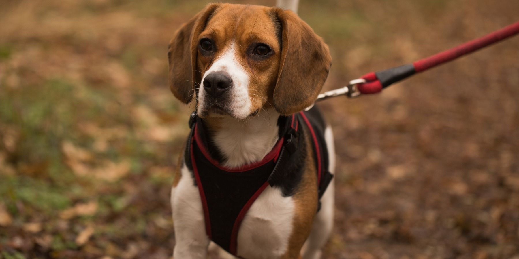 Tips for Long-Term Harness Use on Dogs