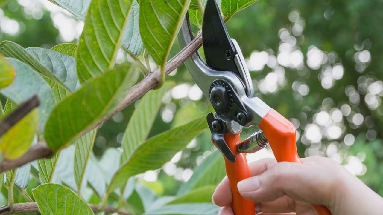 Key Pruning Tools and Techniques for Landscapers and Garden Centers